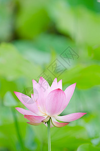 莲花农场牧歌树叶场地植物热带花园精神美丽叶子图片