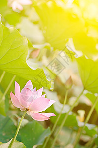 早月莲阳光牧歌百合精神叶子热带花园植物树叶植物群图片