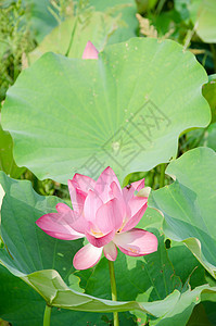 莲花热带植物花瓣花园美丽场地树叶农场百合叶子图片