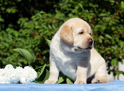 带花朵的黄色拉布拉多小狗朋友喜悦宠物孩子猎犬幸福桌子背景图片