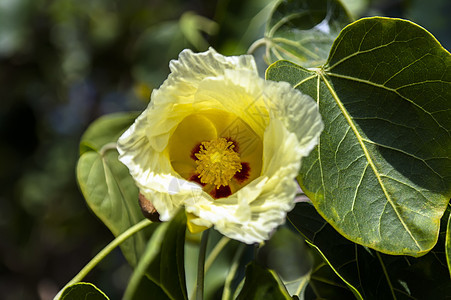 鲜花和叶子红色黄花植物群植物绿色图片