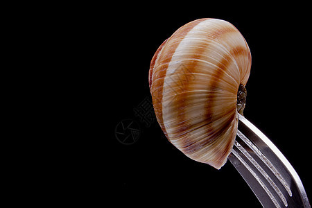 叉子上的蜗牛大蒜田螺健康食物美食盘子烹饪饮食香菜图片