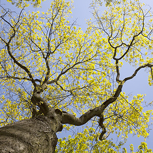 旧橡树和蓝天空的新鲜叶子图片