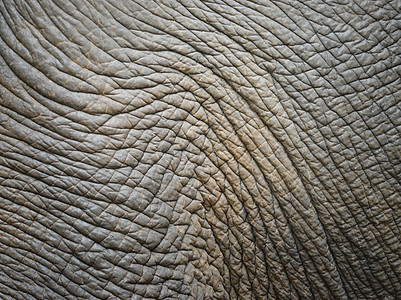 大象皮肤荒野野生动物灰色宏观动物皮革动物园隐藏哺乳动物图片