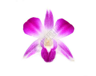美丽盛开的兰花与世隔绝芳香粉色宏观植物学白色植物花瓣石斛热带植物群图片