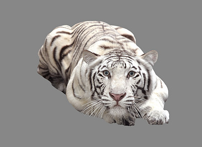 孤立白孟加拉虎野猫捕食者棕色灰色哺乳动物动物食肉白色大猫动物群图片