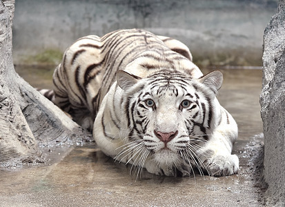 白孟加拉虎捕食者大猫男性野生动物棕色动物群哺乳动物猫科动物食肉图片