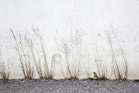花草对着混凝土墙图片