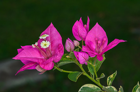 粉红色布干维尔花朵的紧贴图片