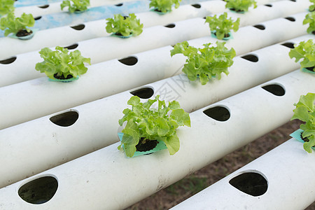 水溶蔬菜苗圃温室植物生产场地园艺食物培育沙拉土壤图片