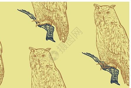 白鹰鹰本底的无缝模式野生动物艺术食肉翅膀猎物眼睛动物猎人黄色插图图片
