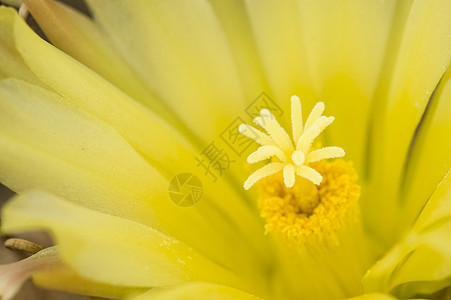 白花仙人掌 黑猪仙人掌肉质宏观刺猬黄色仙人球尾棘雌蕊植物背景图片