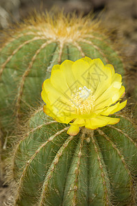 带有黄花的 Notocactus植物背景图片