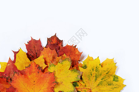 秋季树叶 为文字留出空白红色叶子黄色橙子季节绿色白色图片