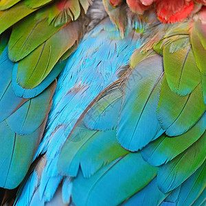 绿翼马aw羽毛绿色绿翅动物热带鹦鹉翅膀红色蓝色野生动物图片