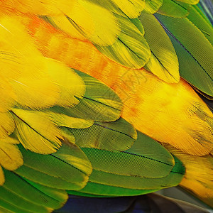 太阳色羽毛团体绿色太阳鸟类黄色动物鹦鹉宠物橙子热带图片