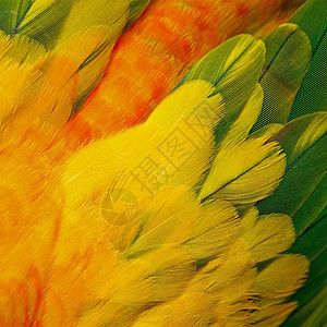 太阳色羽毛白色情调绿色鸟类动物宠物异国太阳橙子鹦鹉图片