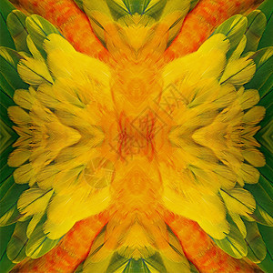 太阳色羽毛鹦鹉宠物黄色橙子情调鸟类太阳热带异国绿色图片