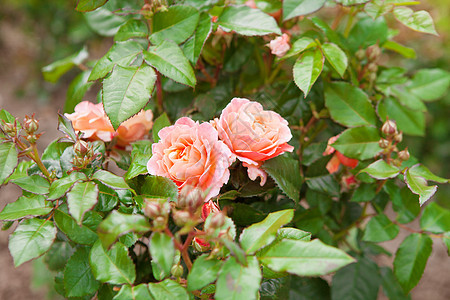 灌木丛上两朵粉红玫瑰图片