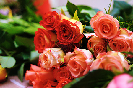 玫瑰花束曲线水彩花园英语酒红色生长静物植物照片奢华图片