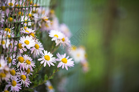 绿绿色背景的可爱菊花花图片