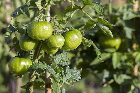 花园中的绿色番茄饮食生长园艺维生素生产农场温室农业蔬菜环境图片