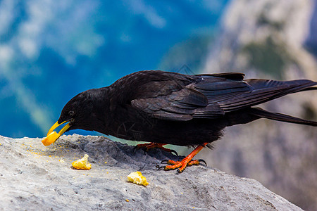 阿尔卑山丘翅膀动物橙子细粒眼睛生活野生动物黑色吡咯账单图片