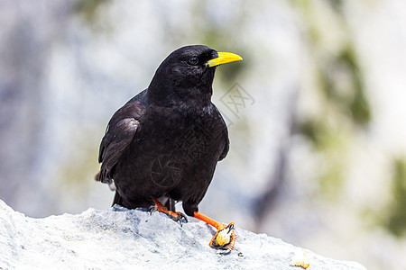 阿尔卑山丘吡咯账单黄色动物黑色橙子高山细粒生活翅膀图片