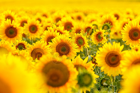 向日葵场 背面向日葵花瓣花园花粉叶子植物草地黄色阳光农业图片