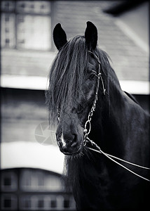 黑马的肖像哺乳动物毛皮马背运动动物马具赛车警觉牧场宠物图片