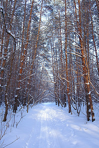 森林冬季寒冬风景松树木头天空全景公园白色果园降雪墙纸场景图片