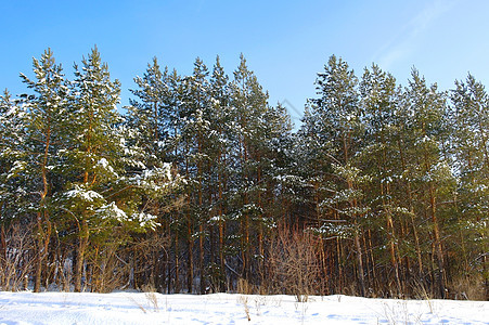 冬季风景阳光天空摄影针叶蓝色松树场景森林树木季节图片