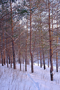 森林冬季寒冬风景木头公园天空小路全景降雪白色松树墙纸场景图片