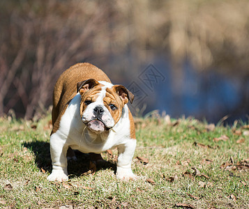 可爱的小狗宠物斗牛犬犬类观众动物图片