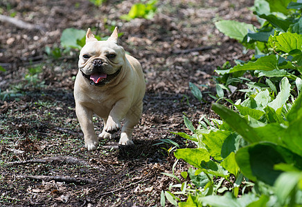 法国斗牛犬奔跑森林斗牛犬跑步公园犬类小狗宠物图片