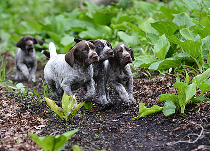 狗儿的粪便猎人短毛小路跑步小狗公园宠物犬类森林棕色图片