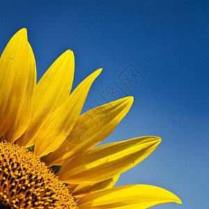 向日葵季节天空太阳白色叶子晴天蓝色农场乡村植物图片