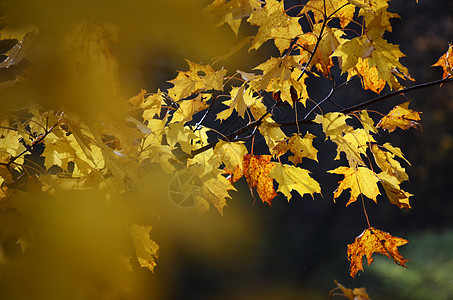秋天树叶季节季节性叶子绿色黄色植物橙子图片