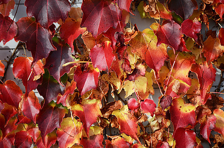 秋季假期树叶蓝色红色黄色橙子叶子植物绿色季节季节性图片