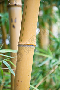 竹竹背景植物文化竹子热带木头花园温泉环境叶子生长图片