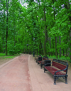 在夏季公园中沿着一条步行道的几张长椅森林途径座位人行道木头小路多叶绿色花园季节图片