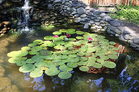 红百合睡莲花园瀑布红色区系景观植物池塘粉色看法图片