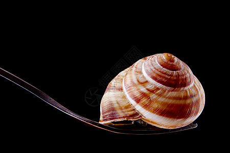 叉子上的蜗牛食物午餐饮食田螺健康美食大蒜香菜棕色图片