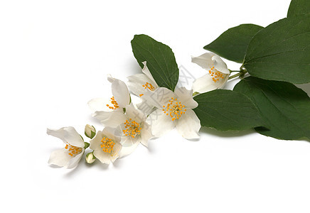 白色的白茉莉花花朵花瓣芬芳庆典植物群白花花园叶子植物香气图片