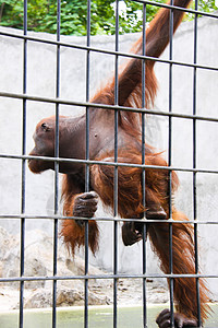 笼子里的猴子照片动物园姿势背景图片