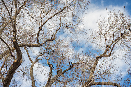 树上的鸟天空生态分支机构羽毛花园蓝色观鸟鸟类植物动物群图片