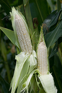 白玉米种植蔬菜场地植物农场食物玉米迷宫核心风情背景图片