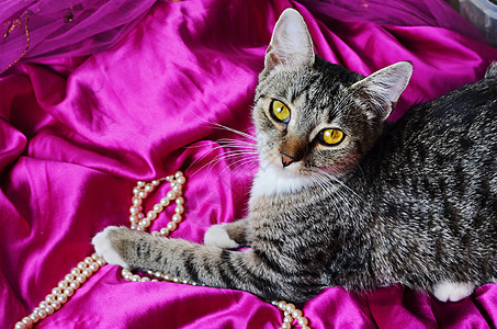浪漫猫布料宠物条纹配件粉色珠子漩涡织物动物紫色图片