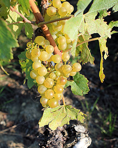 白葡萄植物食物收成乡村叶子农业酒厂藤蔓绿色葡萄园图片