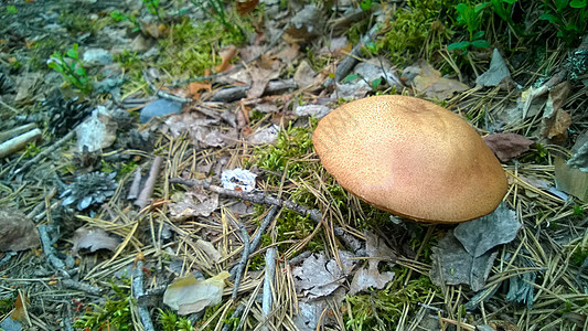 蘑菇叶子帽子季节蔬菜食物荒野植物橙子棕色森林图片